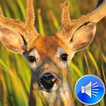 ”Deer Sounds Ringtones