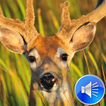 Deer Sounds Ringtones