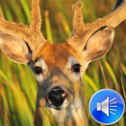 Deer Sounds icône