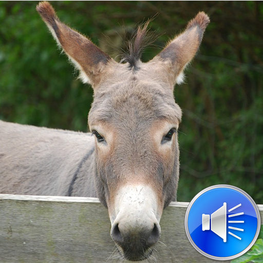 Donkey Sounds Ringtones