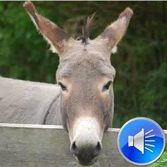 Donkey Sounds Ringtones APK download