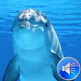 Dolphin Sounds icône
