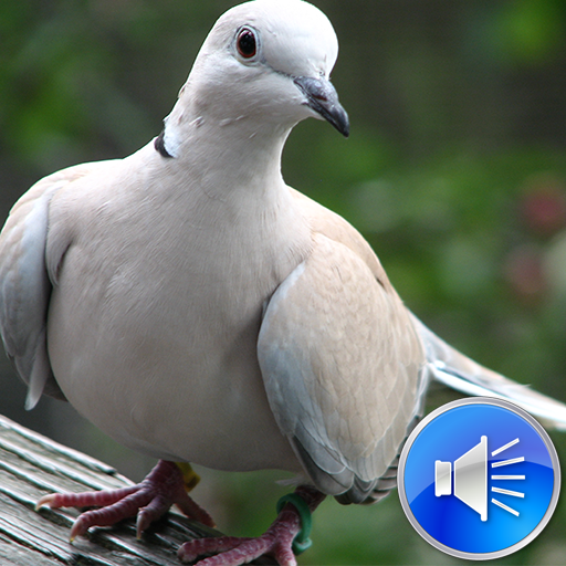 Dove Sounds Ringtones