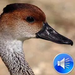 Duck Sounds Ringtones