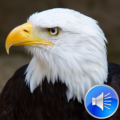 Eagle Sounds Ringtones