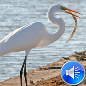 Egret Bird Sounds icon