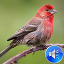 Finch Bird Sounds Ringtones APK