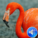 Flamingo Bird Sounds Ringtones APK