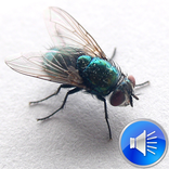 Flies Sounds Ringtones