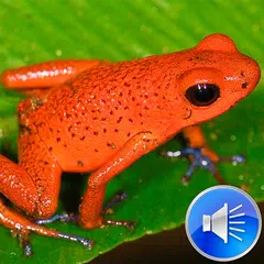 Frog Sounds Ringtones APK 4.0 for Android – Download Frog Sounds Ringtones  APK Latest Version from APKFab.com