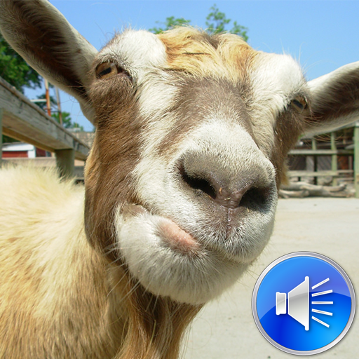 Goat Sounds Ringtones