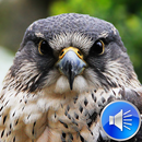 Hawk Bird Sounds Ringtones APK