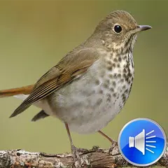 Hermit Thrush Bird Sounds APK Herunterladen
