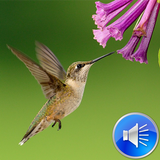 Hummingbird Sounds icône