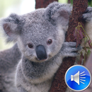 Koala Sounds Ringtones APK
