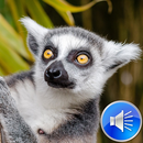 Lemur Sounds Ringtones APK