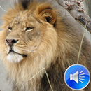 Lion Sounds Ringtones APK