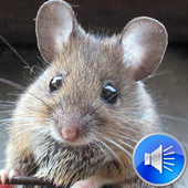 Mouse Sounds icon