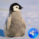 Penguin Sounds Ringtones APK