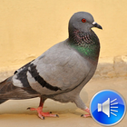 Pigeon Bird Sounds Zeichen