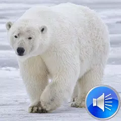 Polar Bear Sounds Ringtones