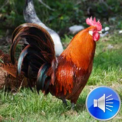 Rooster Sounds Ringtones