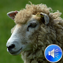 Sheep Sounds Ringtones APK
