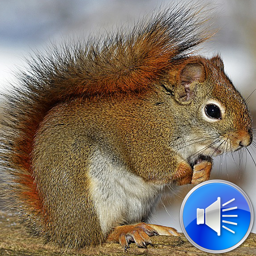 Squirrel Sounds Ringtones