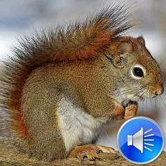 Squirrel Sounds Ringtones アプリダウンロード