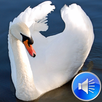 Swan Sounds Ringtones APK