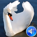 Swan Sounds Ringtones APK