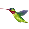 Humming Bird APK