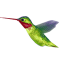 Humming Bird