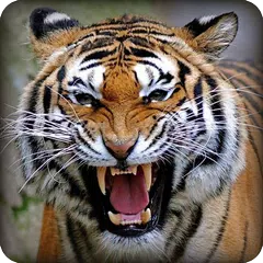 Angry Tiger Simulator 2016 APK download