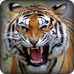 Angry Tiger Simulator 2016