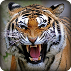 Angry Tiger Simulator 2016 ikona