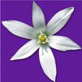 Naturalina