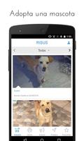RISUS Pet Adoption & Community Affiche
