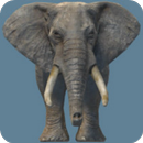 AR Elephant APK