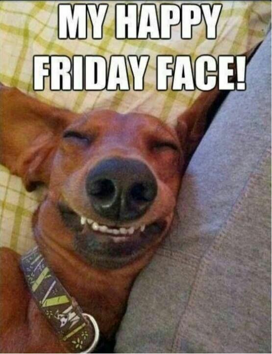 Funny Animal Meme APK for Android Download Funny Animal Meme APK for Android Download