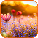 Flower Field Pictures APK