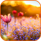 Flower Field Pictures icon