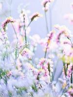 Flower Field Pictures 截图 2