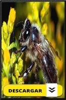 Imágenes de Abejas y Fondos de Pantalla Abeja capture d'écran 3