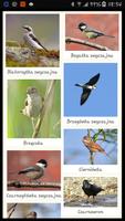 Polish Birds Affiche