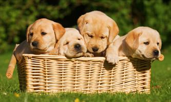 Membingungkan Anjing Lucu - Pu penulis hantaran