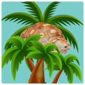 Sulcata Tortoise
