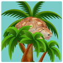 Sulcata Tortoise-APK