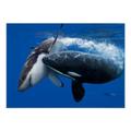 Blue Whale
