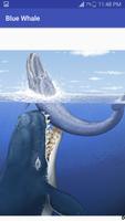 Poster Blue Whale